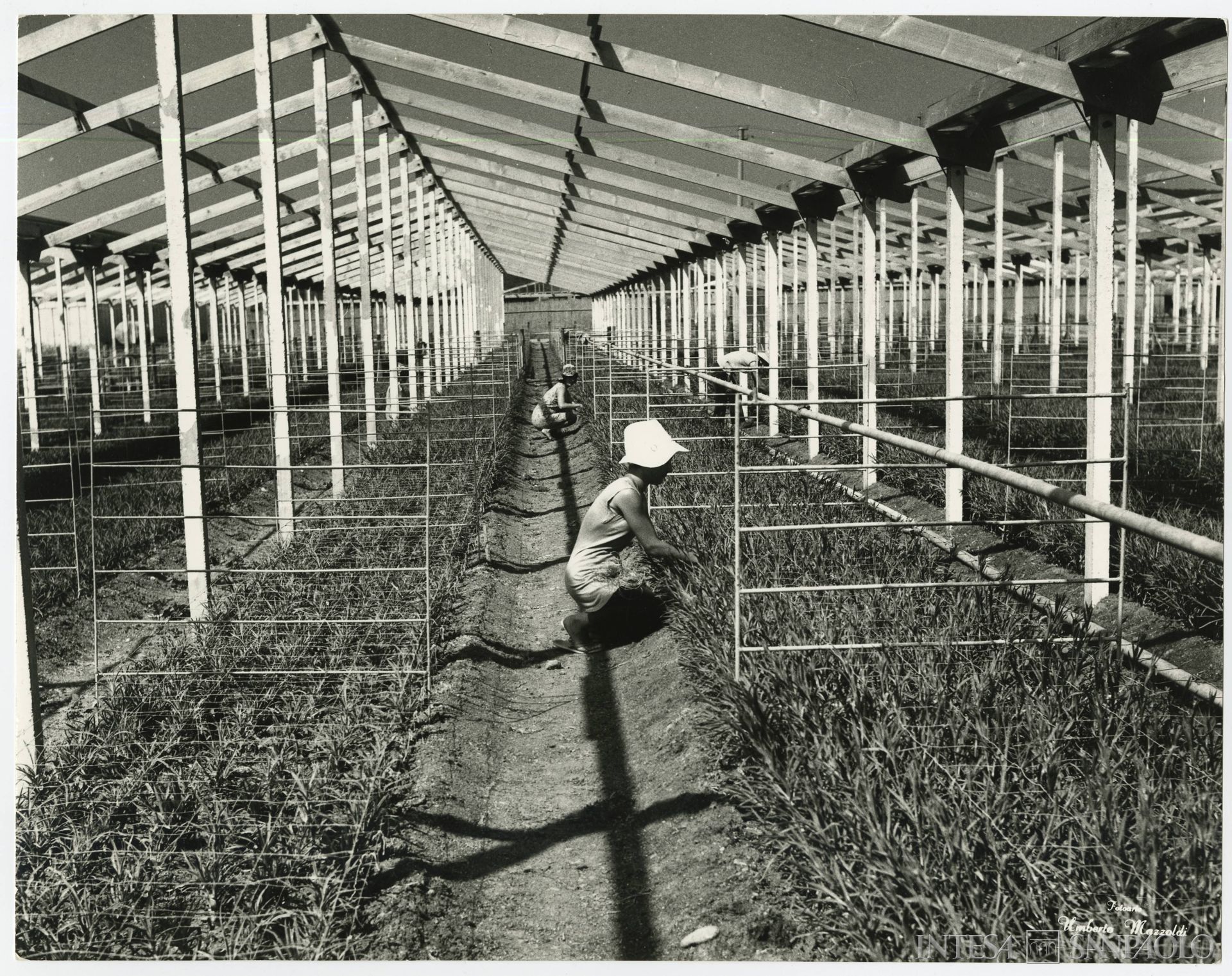 Cassa di Risparmio di Civitavecchia, il lavoro all'interno delle serre nella campagna di Civitavecchia, anni 1960 (fotografia di Umberto Mazzoldi)