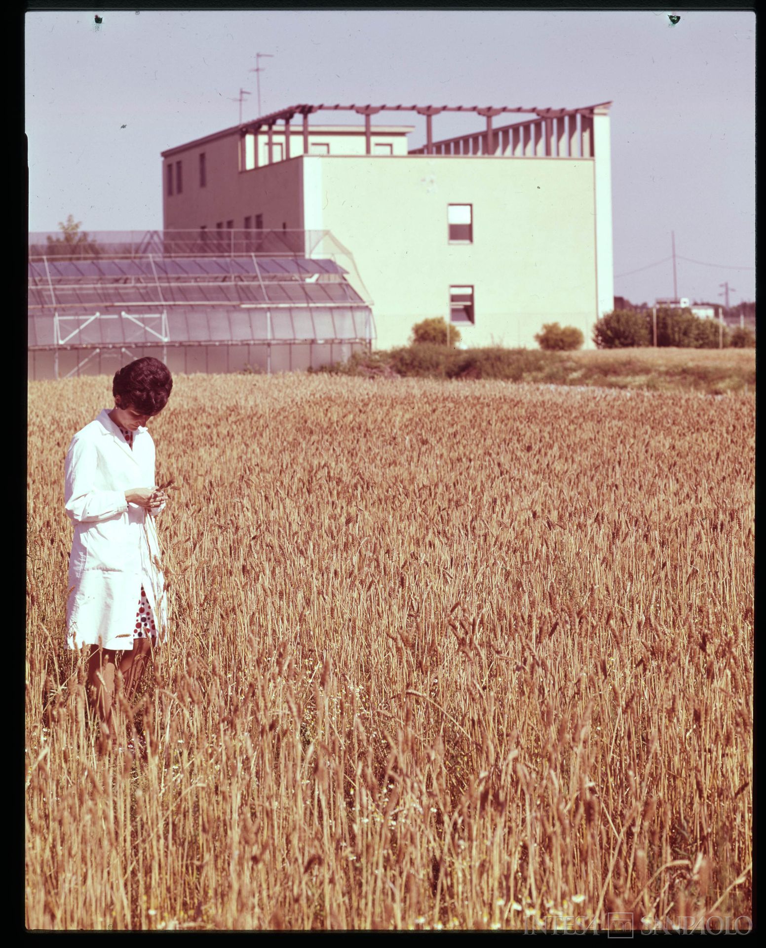 Cassa di Risparmio delle Provincie Lombarde, Ente Nazionale Sementi Elette, personale nei campi all'esterno del laboratorio analisi sementi di Tavazzano, 1960-1968 (fotografia di Elle2)
